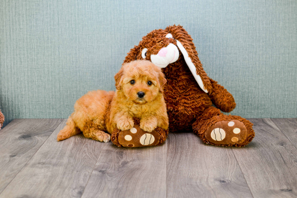 Small Mini Goldendoodle Baby