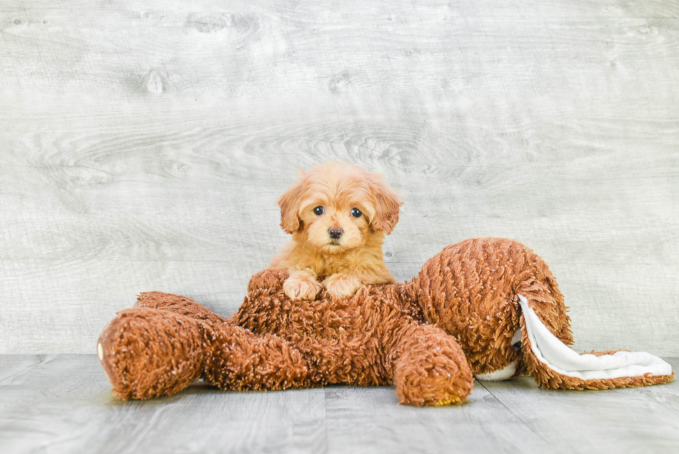 Happy Cavapoo Baby