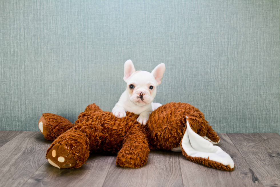 Best French Bulldog Baby