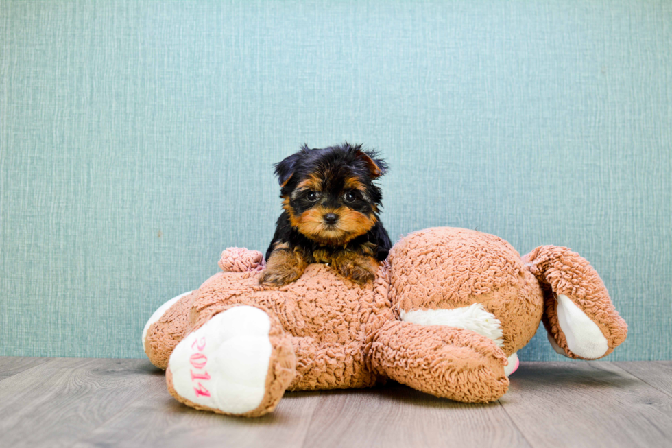 Meet Tj - our Yorkshire Terrier Puppy Photo 