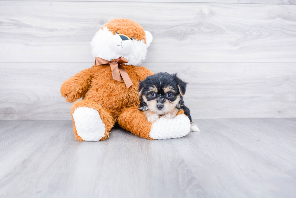 Morkie Puppy for Adoption