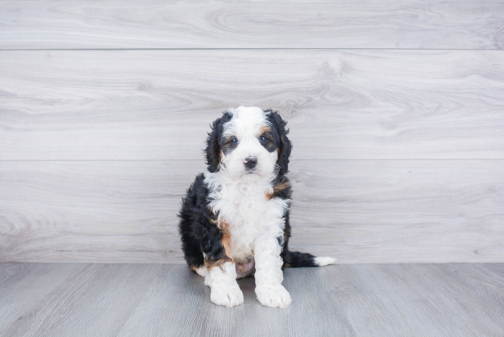 Best Mini Bernedoodle Baby