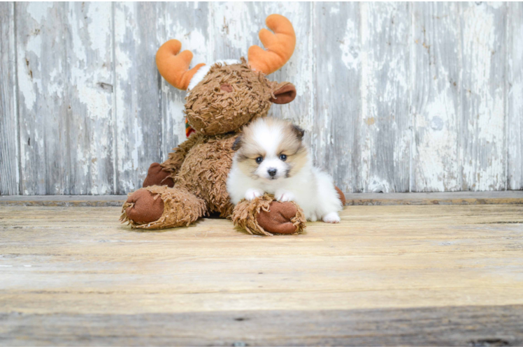 Funny Pomeranian Purebred Pup