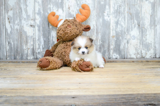 Funny Pomeranian Purebred Pup