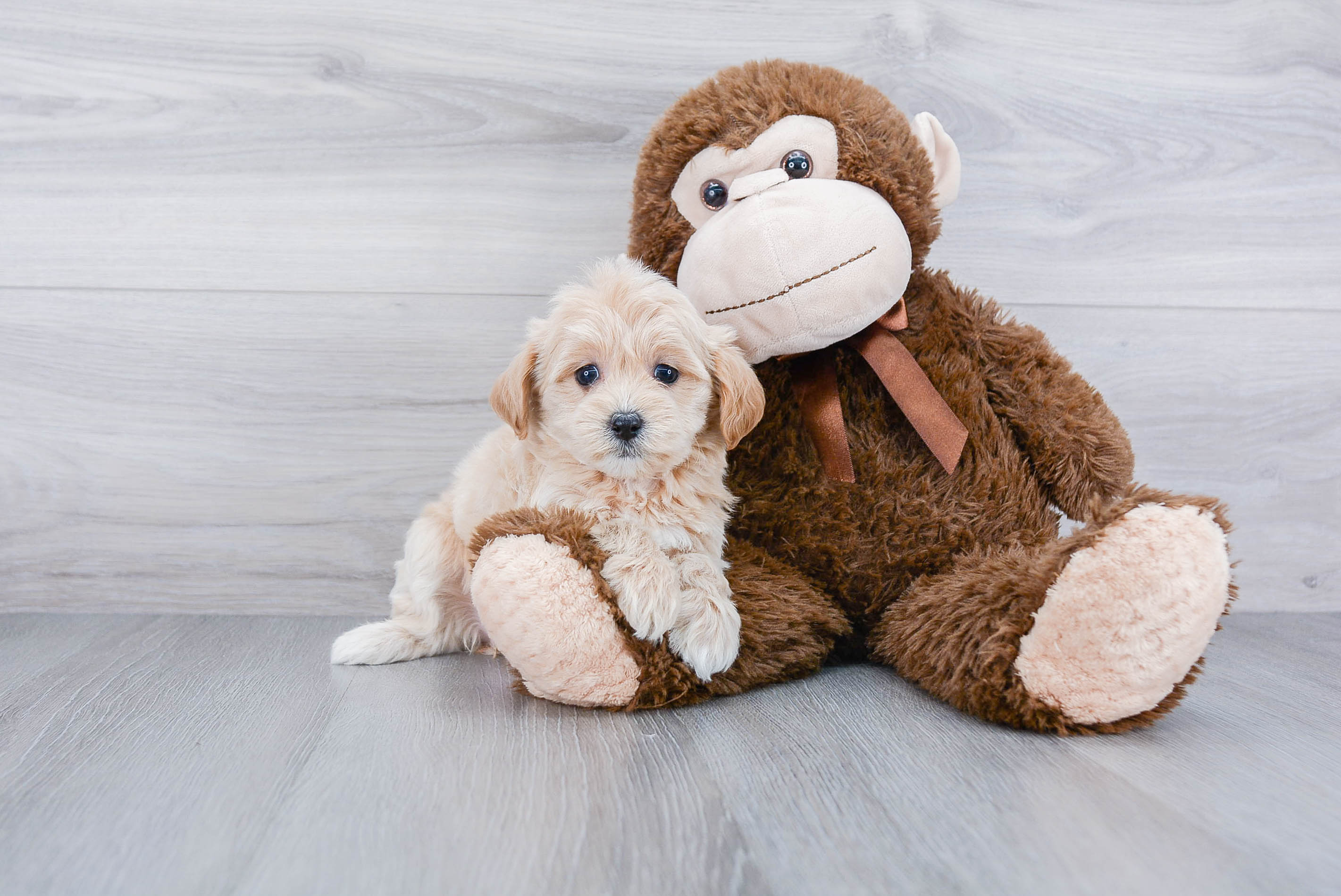 Funny Maltipoo Poodle Mix Pup