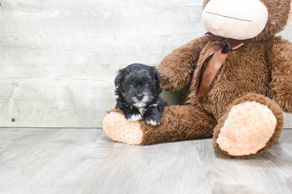 Morkie Pup Being Cute