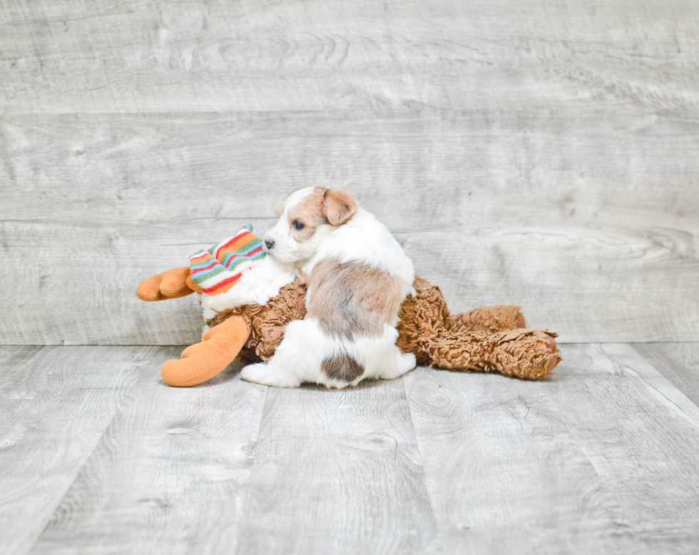 Morkie Puppy for Adoption