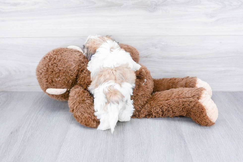 Best Teddy Bear Baby