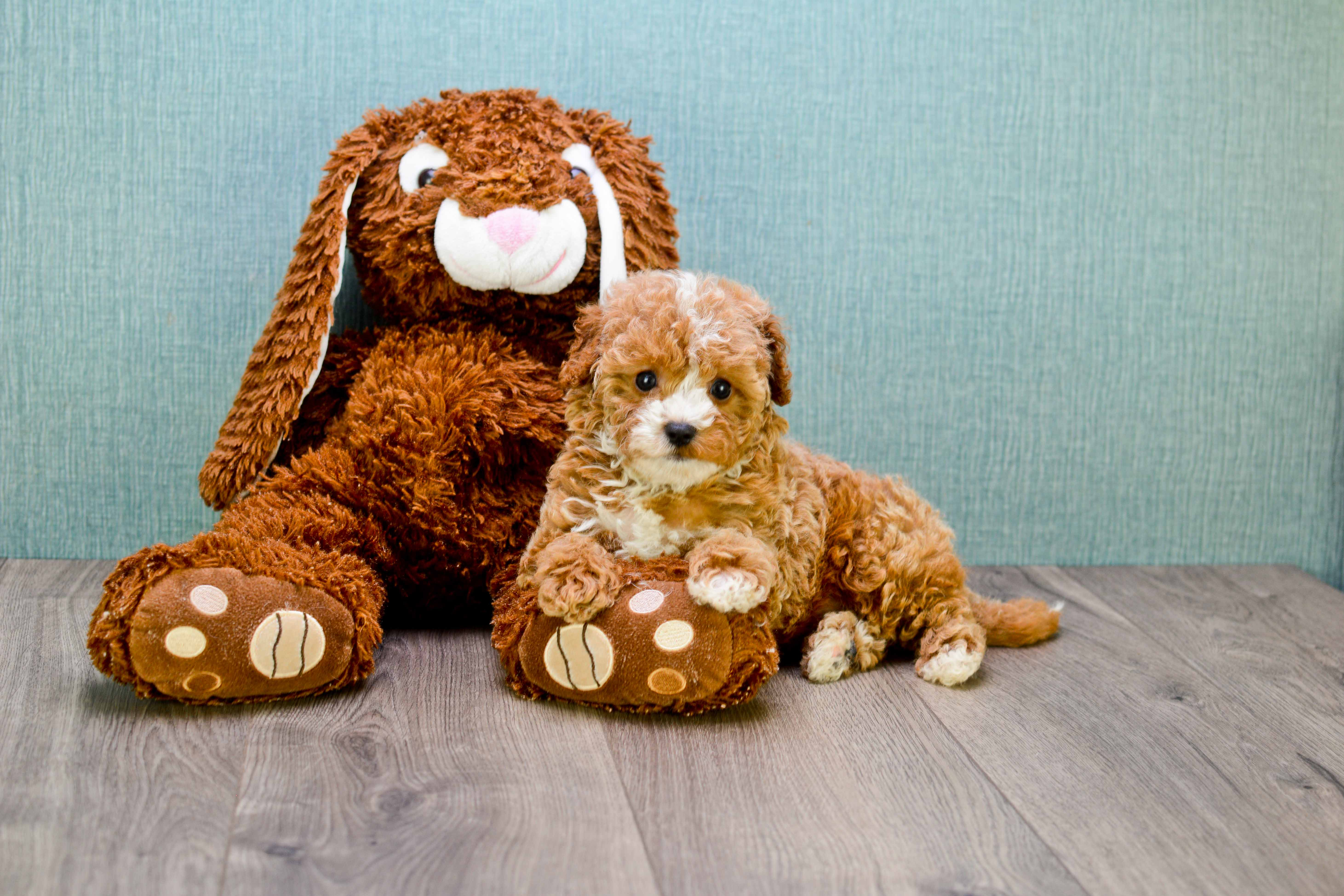 Best Cavapoo Baby