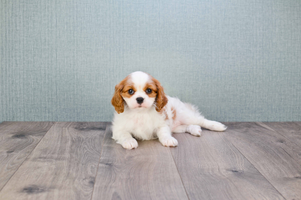 Cavalier King Charles Spaniel Puppy for Adoption