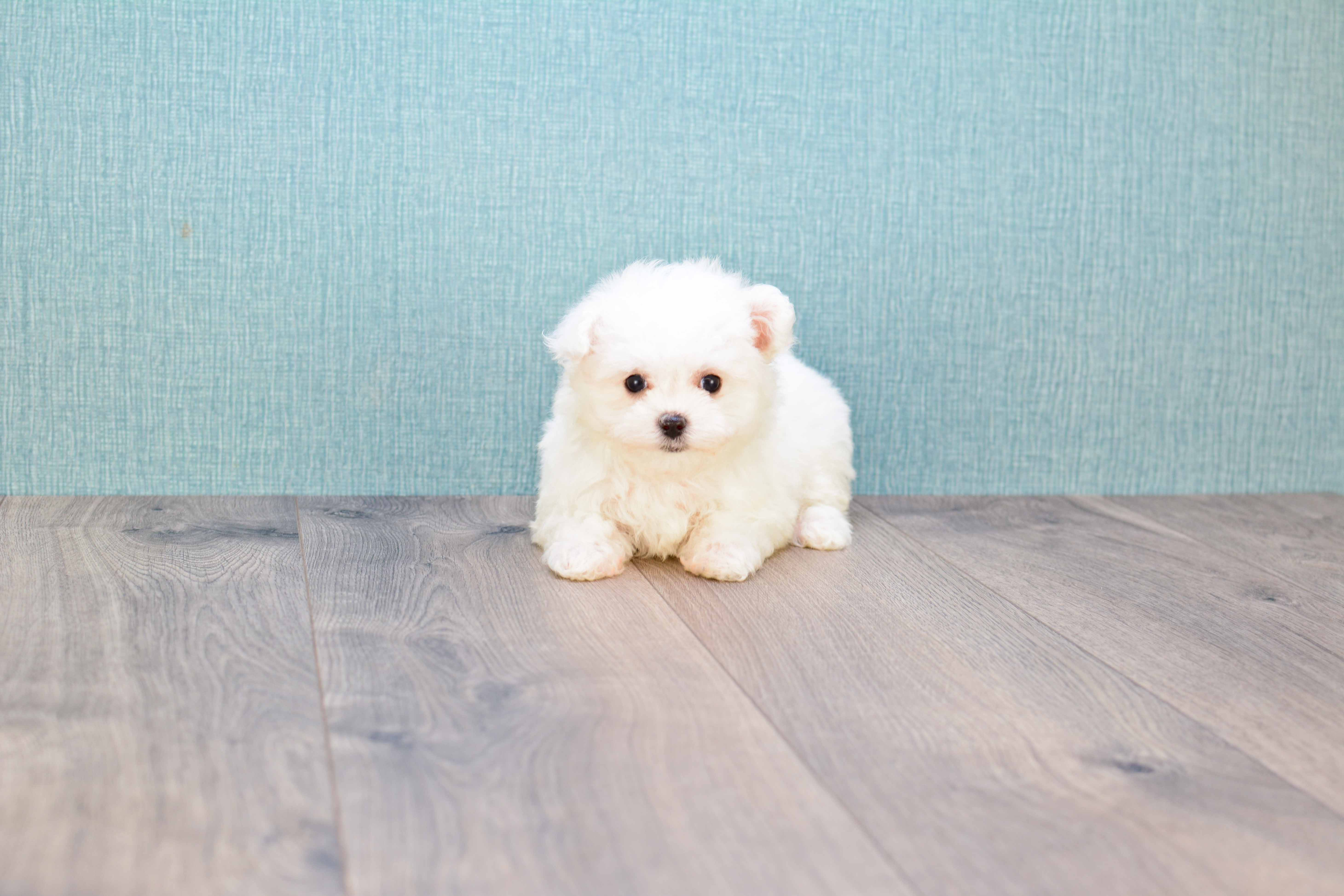Best Maltese Baby