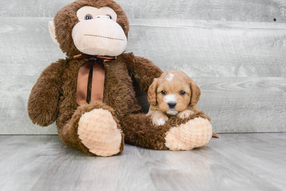 Energetic Cavoodle Poodle Mix Puppy
