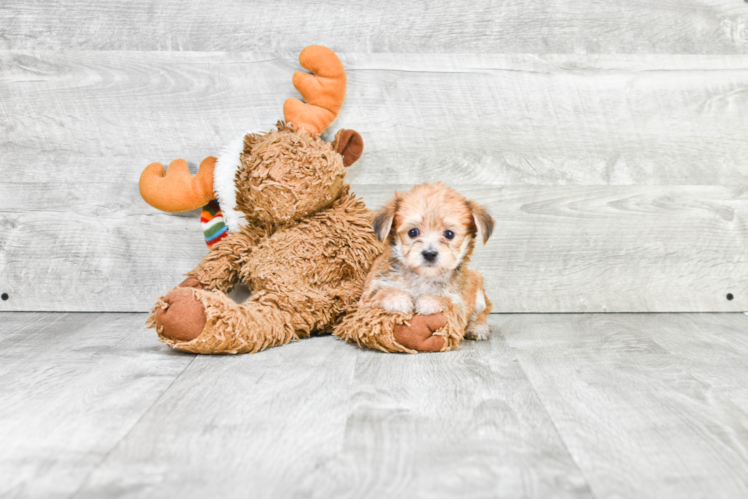 Happy Morkie Baby