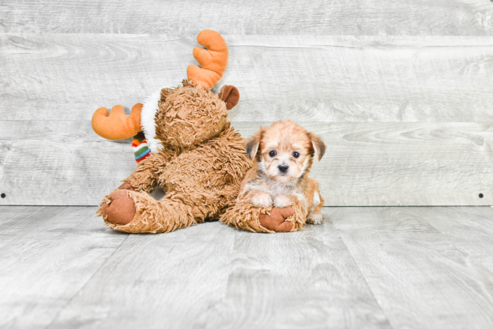 Happy Morkie Baby