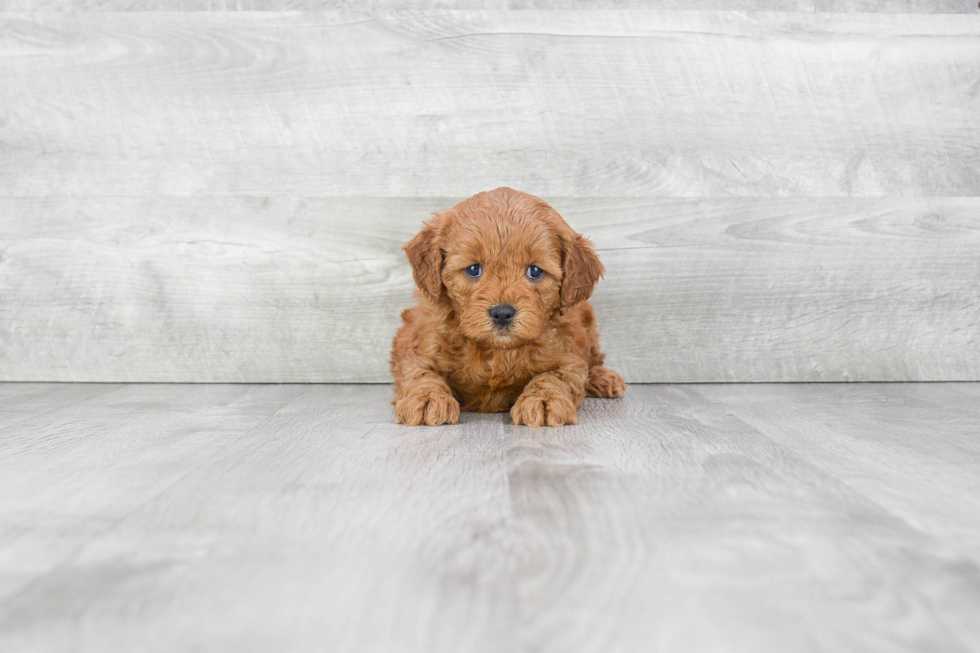 Playful Cockerpoo Poodle Mix Puppy