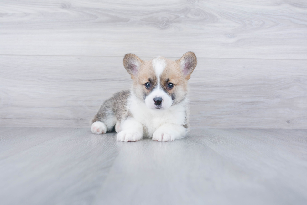 Best Pembroke Welsh Corgi Baby