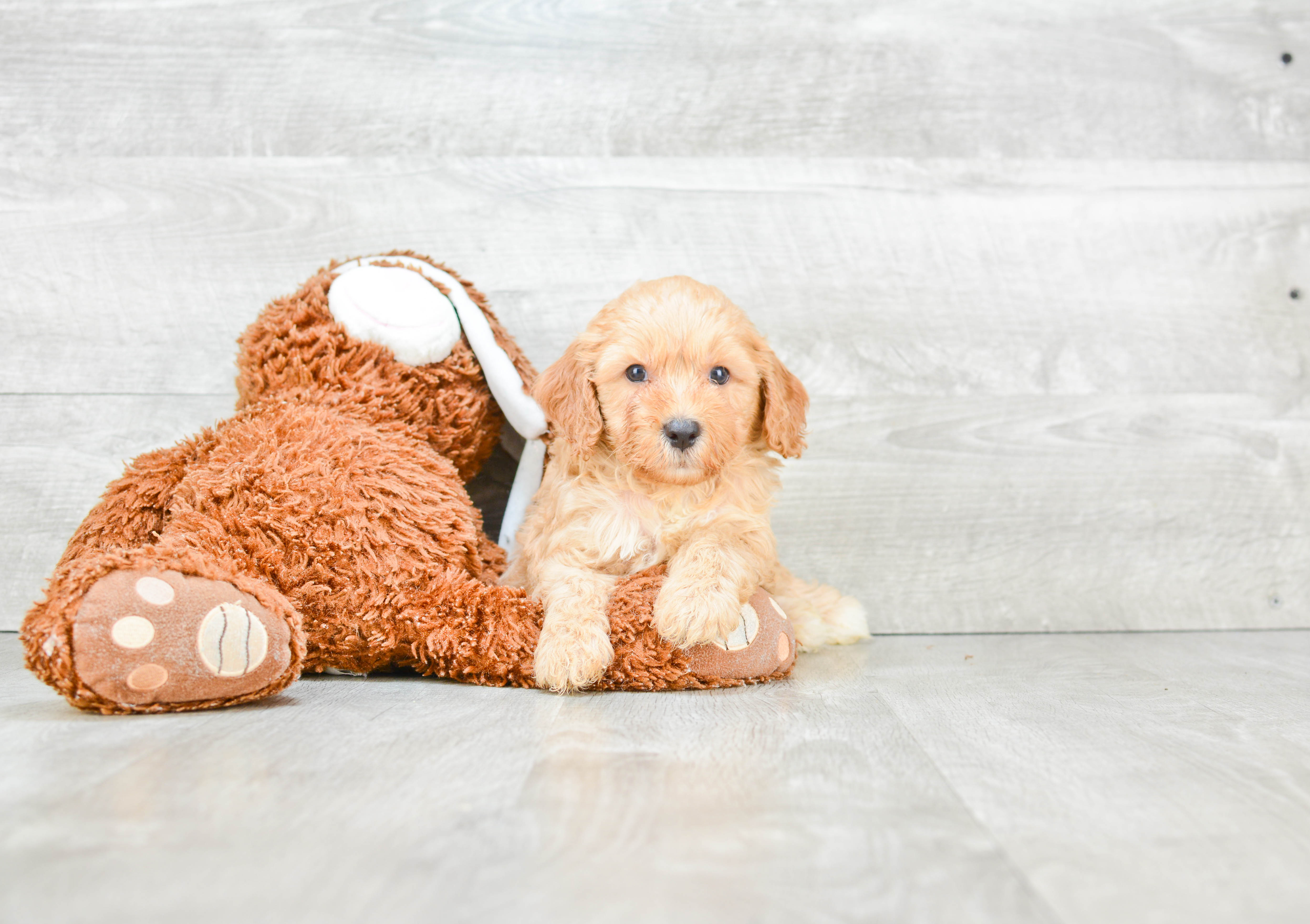 Happy Cavapoo Baby