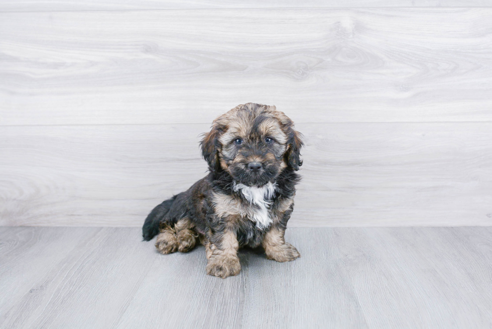 Mini Bernedoodle Pup Being Cute