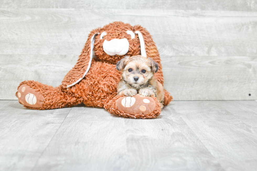 Hypoallergenic Yorkie Designer Puppy