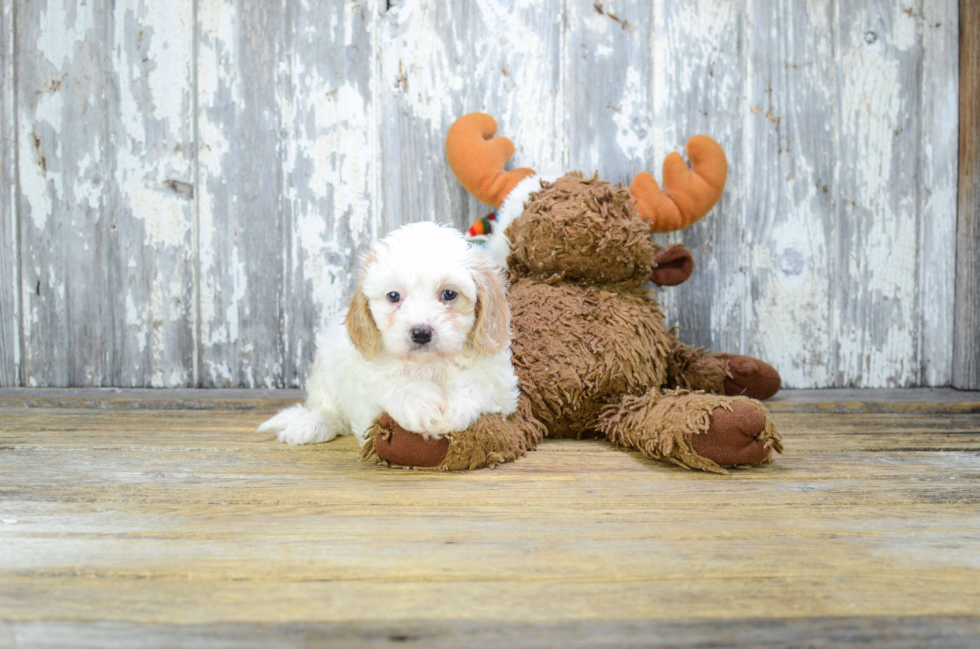 Cute Cavapoo Baby
