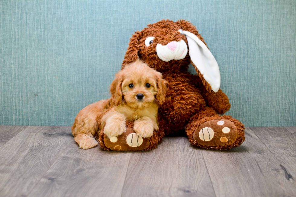 Cavapoo Puppy for Adoption