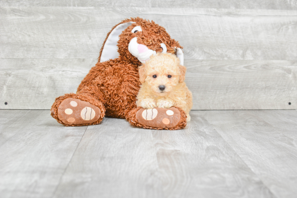 Maltipoo Puppy for Adoption