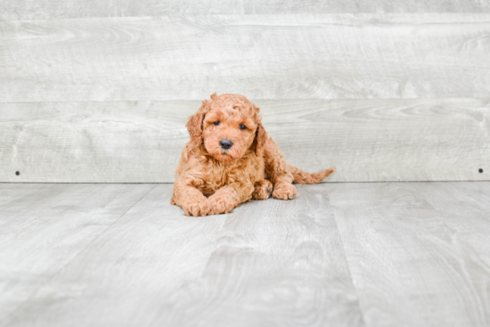 Best Mini Goldendoodle Baby