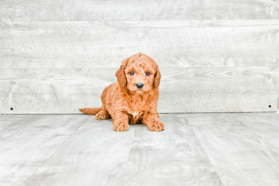 Mini Goldendoodle Puppy for Adoption