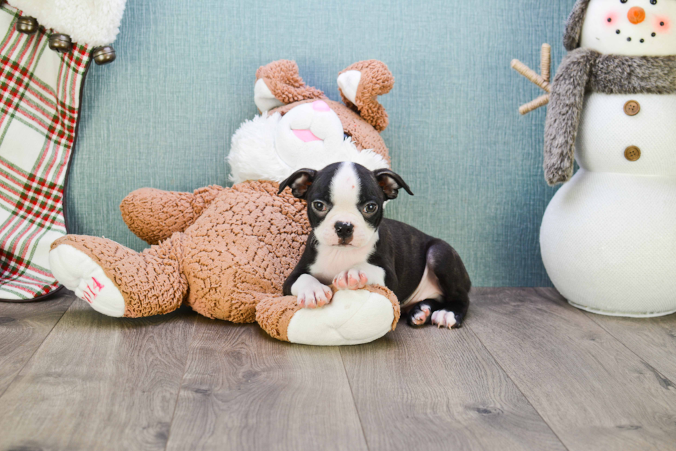 Boston Terrier Pup Being Cute