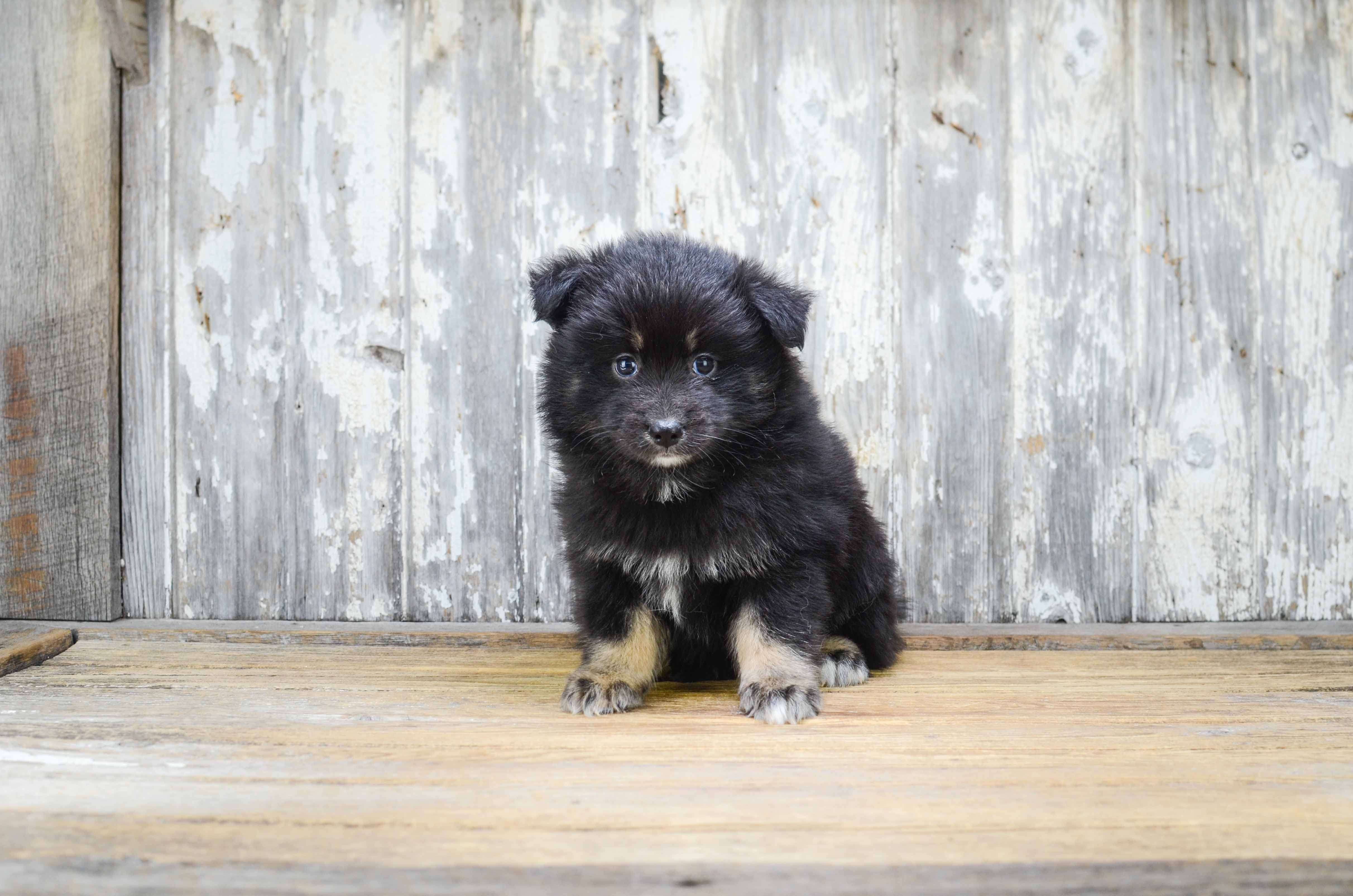 Cute Pomsky Baby