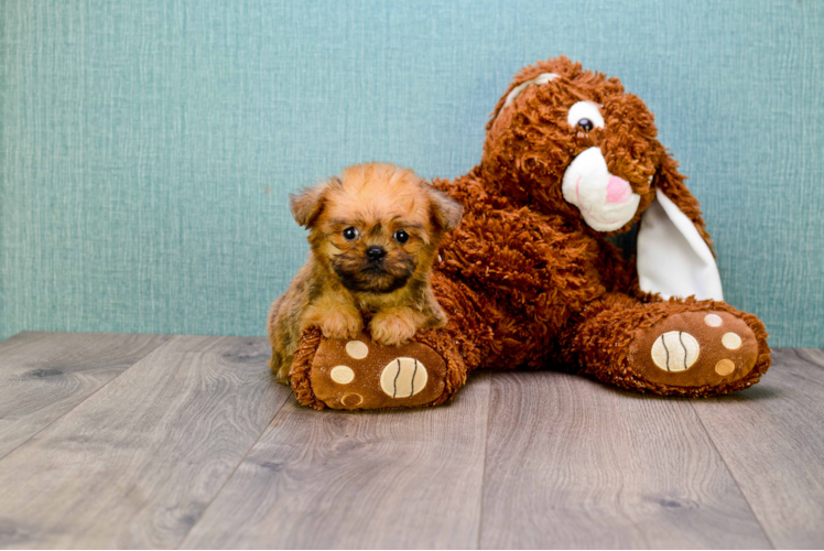 Brussels Griffon Puppy for Adoption