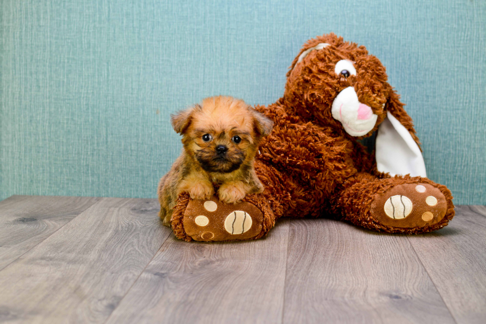Brussels Griffon Puppy for Adoption