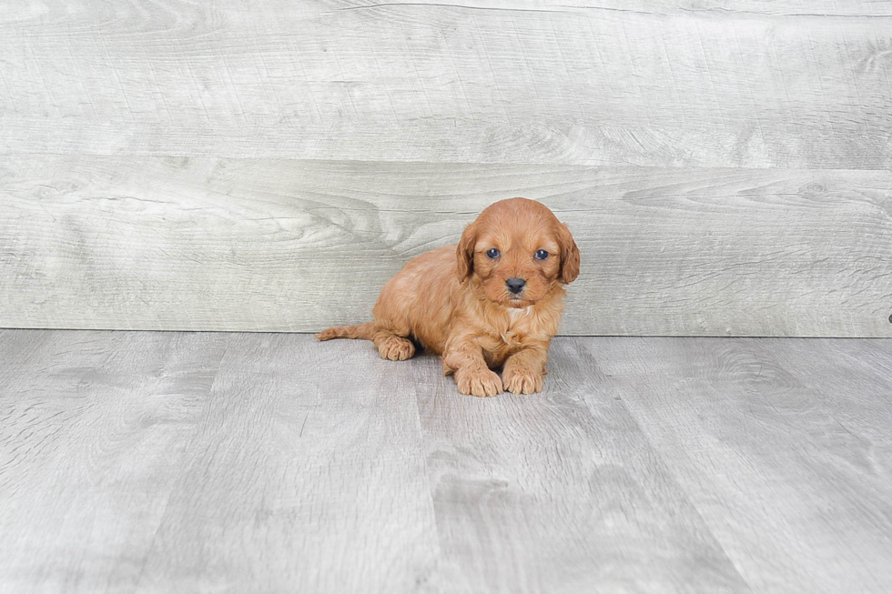 Hypoallergenic Cavoodle Poodle Mix Puppy