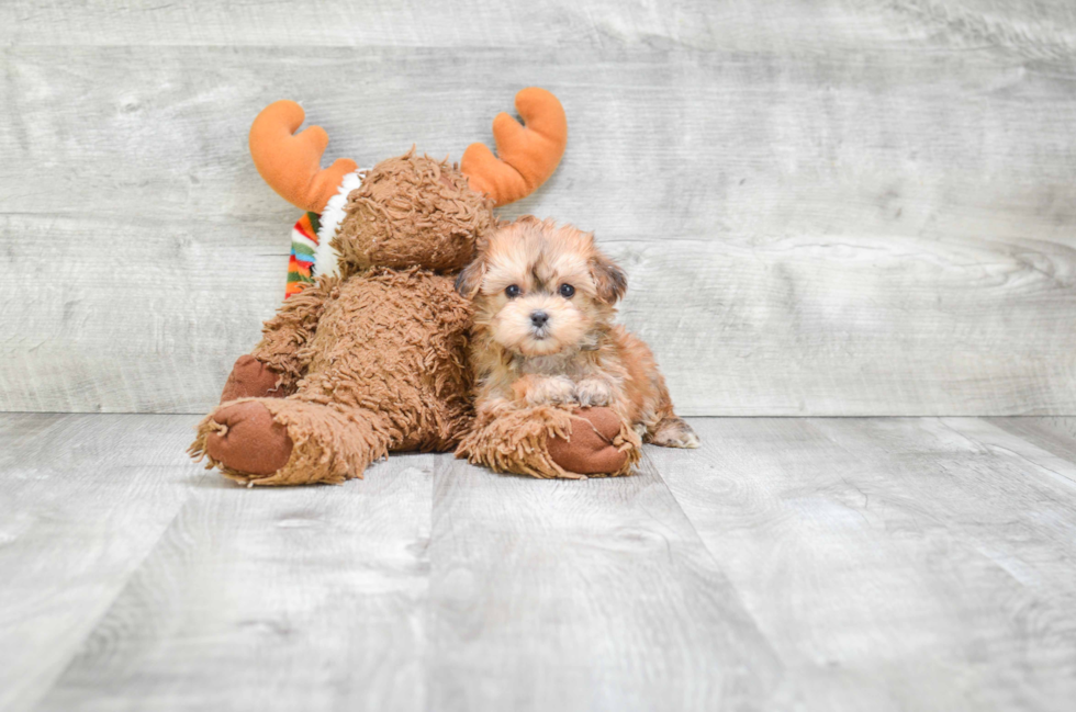 Morkie Pup Being Cute