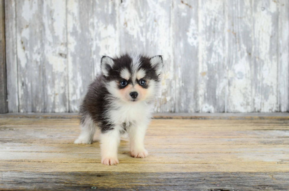 Petite Pomsky Designer Pup