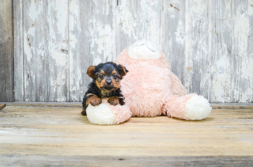 Morkie Pup Being Cute