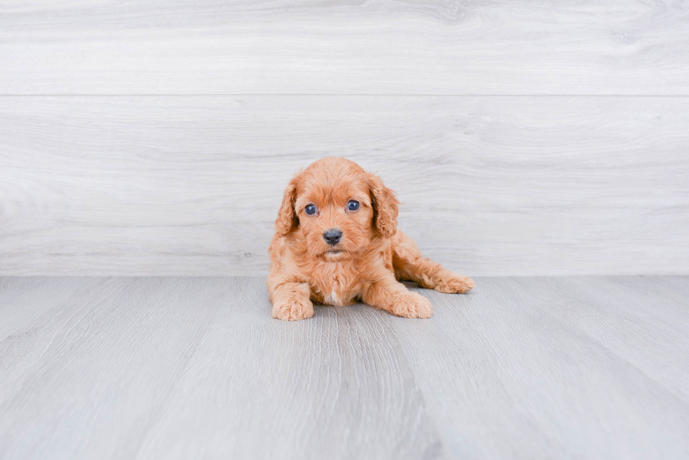 Small Cavapoo Baby