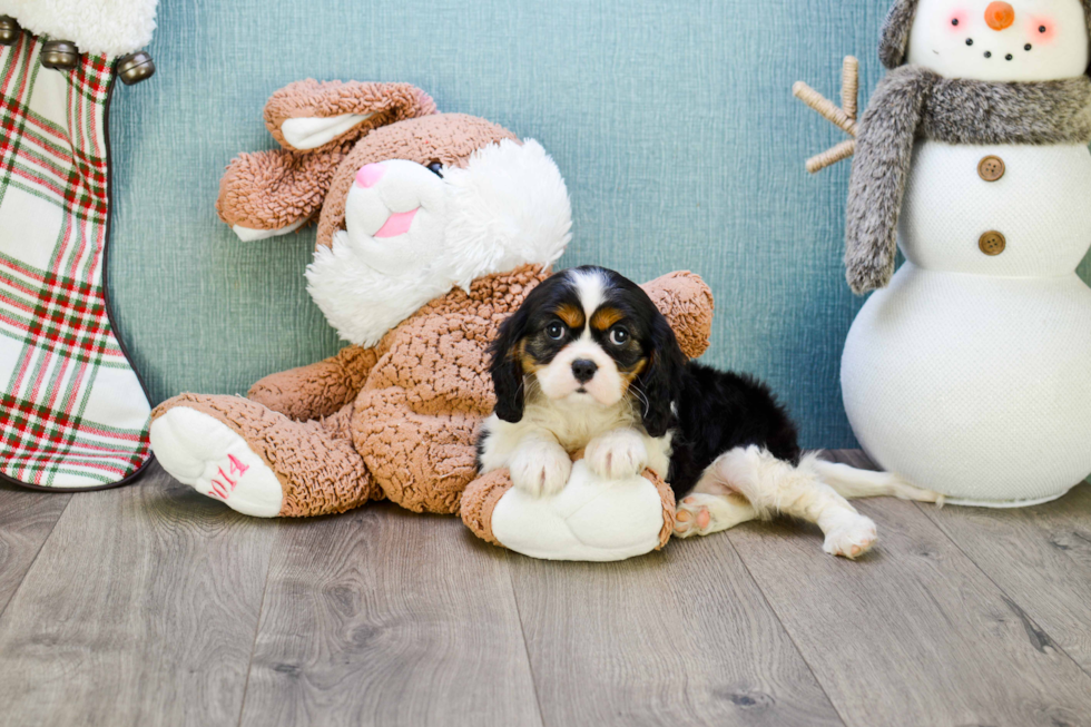 Cavalier King Charles Spaniel Puppy for Adoption