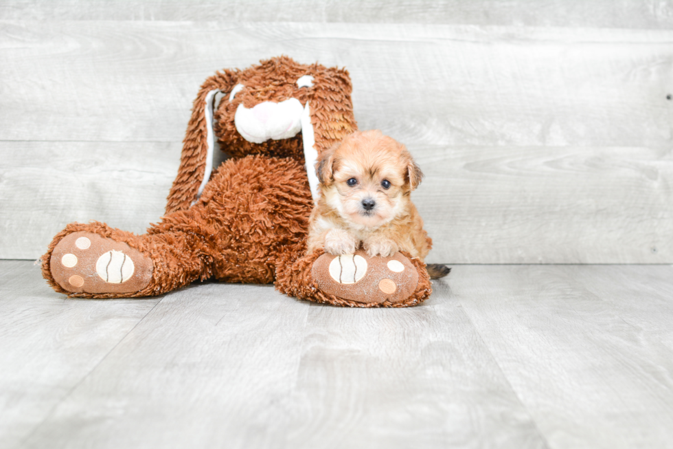 Fluffy Morkie Designer Pup