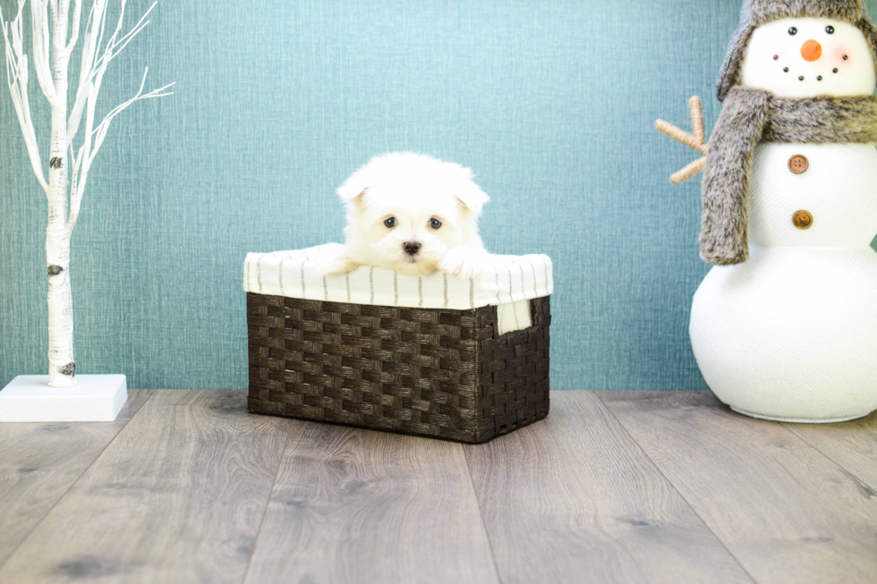 Adorable Maltese Purebred Puppy