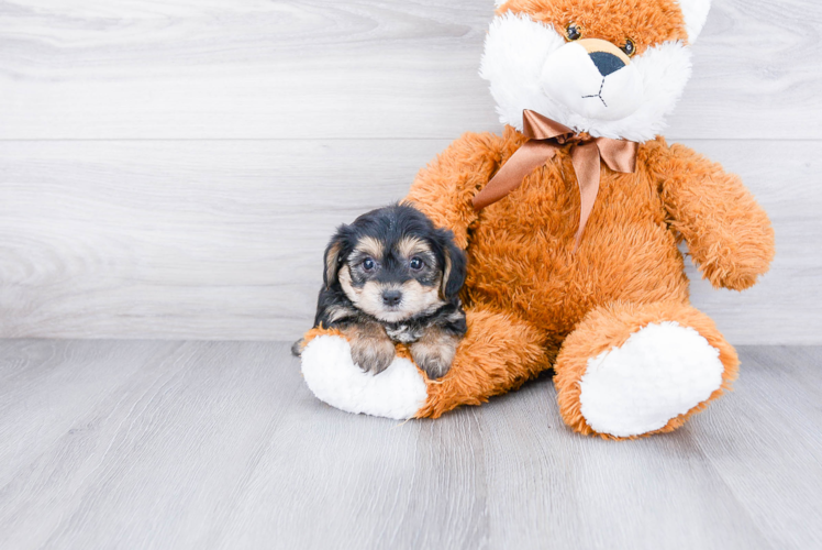 Smart Morkie Designer Pup
