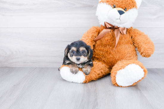 Smart Morkie Designer Pup