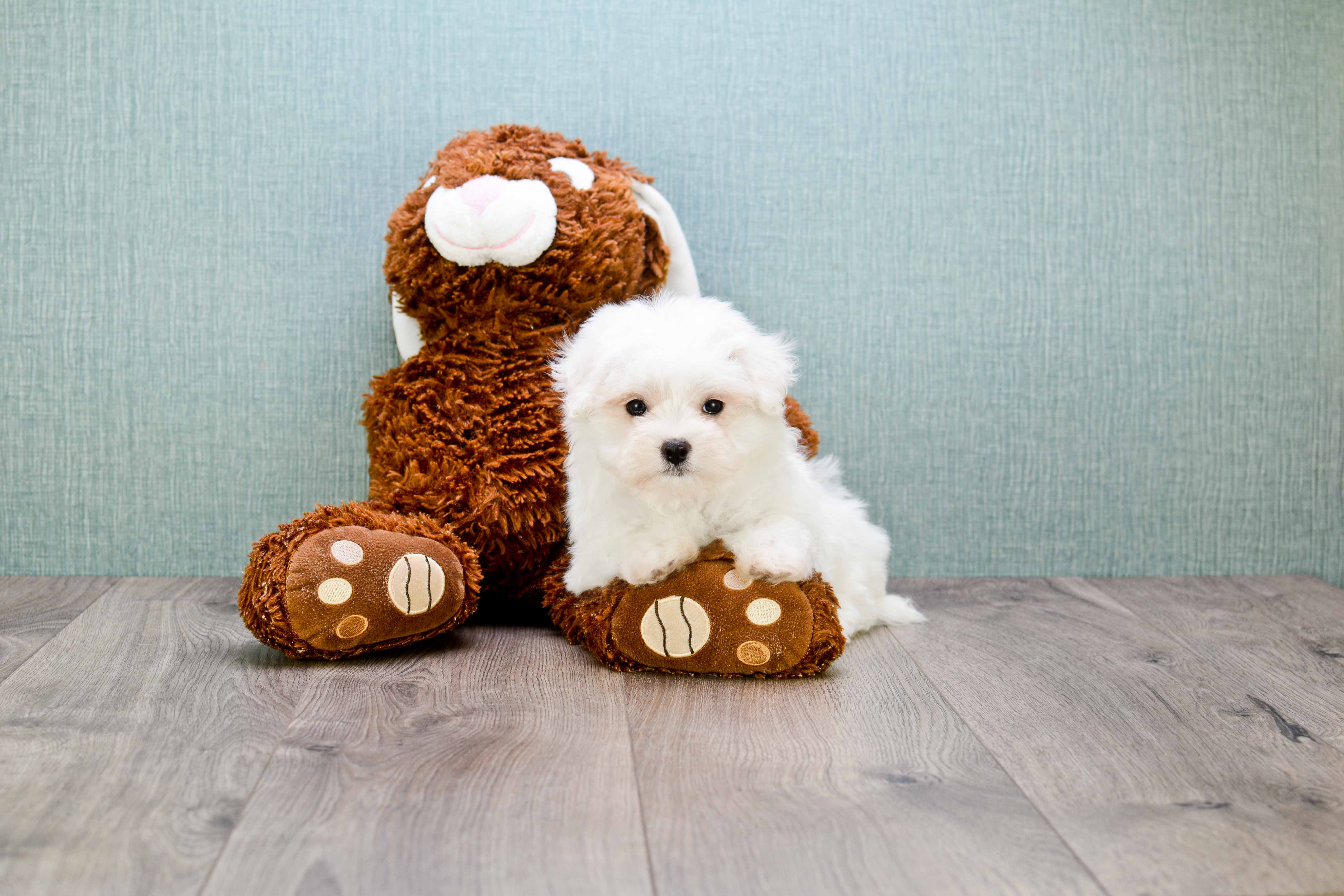 Sweet Maltese Purebred Puppy