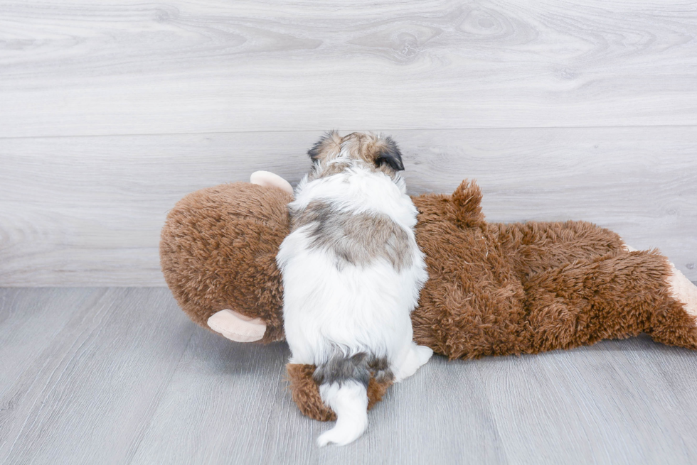 Morkie Puppy for Adoption