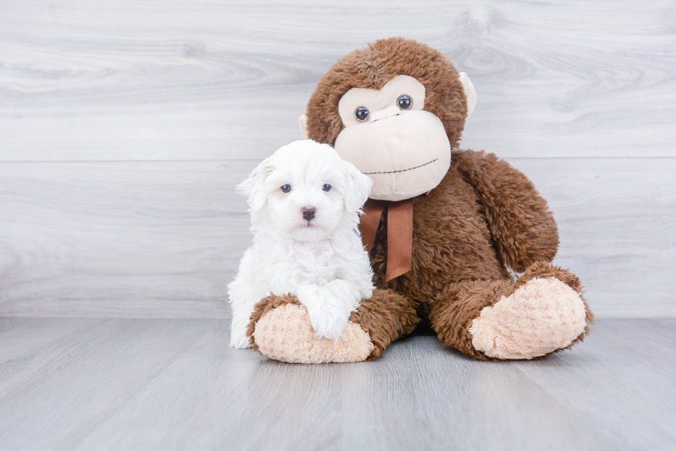 Havanese Pup Being Cute