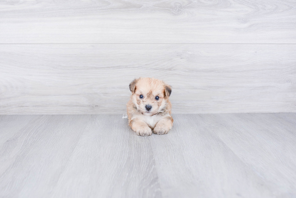 Morkie Puppy for Adoption