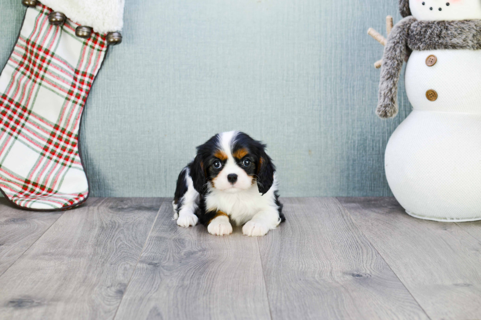 Best Cavalier King Charles Spaniel Baby