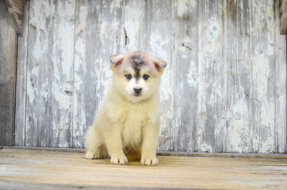 Adorable Mini Husky Designer Puppy