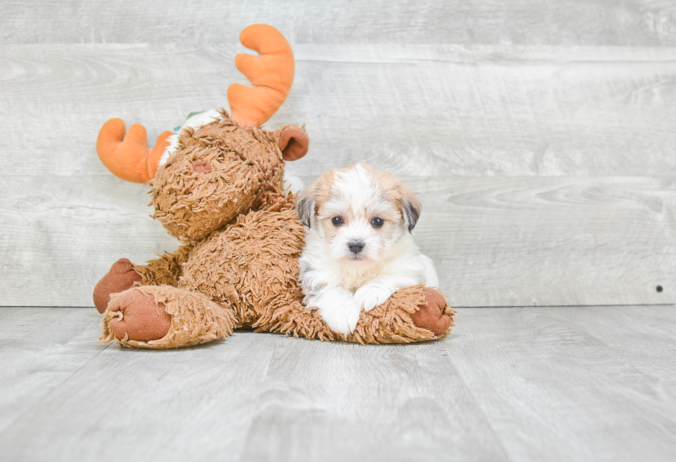 Morkie Pup Being Cute