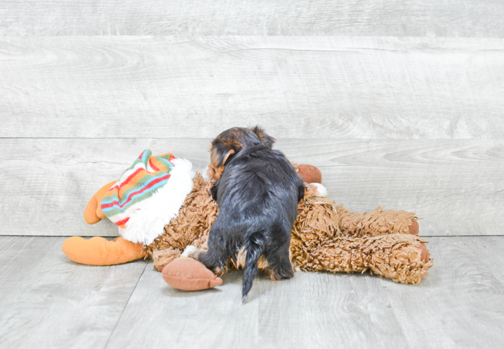 Morkie Puppy for Adoption